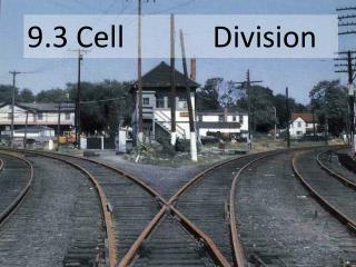 9.3 Cell 		 Division