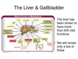 The Liver & Gallbladder