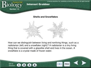 Shells and Snowflakes