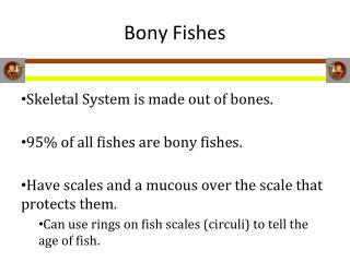 Bony Fishes