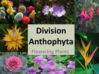 Division Anthophyta