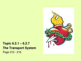 Topic 6.2.1 – 6.2.7 The Transport System Page 210 - 216