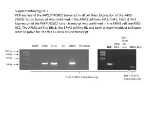 Myo - blasts RMZ (Bio- RH3 -RC2 Heart) RMZ-RC2