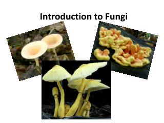 PPT - Introduction to Fungi PowerPoint Presentation, free download - ID ...