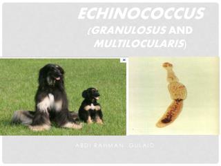 Echinococcus ( granulosus and multilocularis )