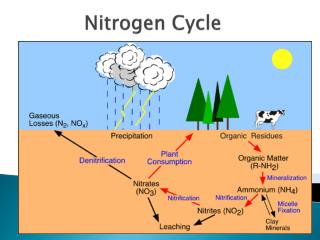 PPT - Nitrogen Cycle PowerPoint Presentation - ID:2002080