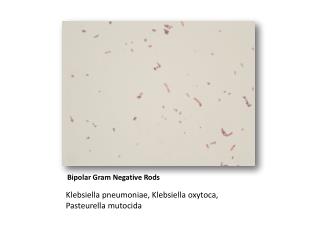 gram negative rods are often treated with aminoglycosides
