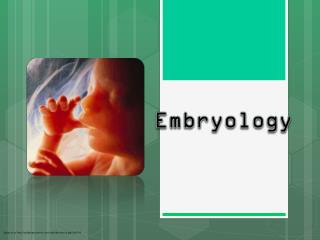Embryology