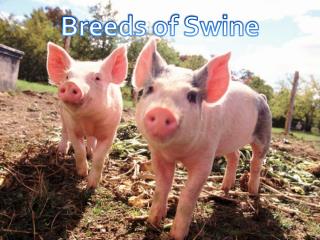 PPT - Swine diseases PowerPoint Presentation - ID:4741995