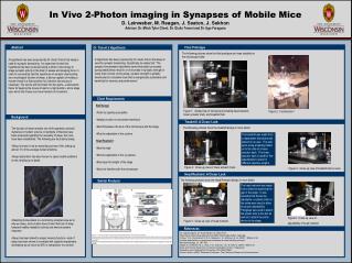 In Vivo 2-Photon imaging in Synapses of Mobile Mice D. Leinweber, M. Reagan, J. Seaton, J. Sekhon