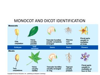 MONOCOT AND DICOT IDENTIFICATION