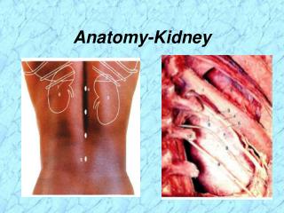 Anatomy-Kidney
