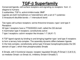 TGF- b Superfamily
