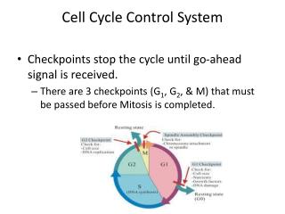 PPT - Cell Cycle Control System PowerPoint Presentation, Free Download ...