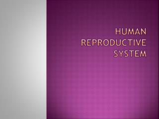 PPT - Human Reproductive system PowerPoint Presentation, free download ...