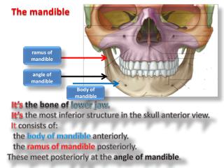 PPT - The mandible is the largest , densest bone of the face PowerPoint ...