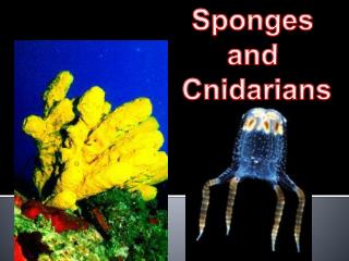 sponges and some cnidarians do not move