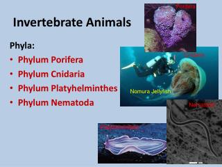 Invertebrate Animals