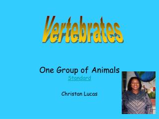 One Group of Animals Standard Christan Lucas