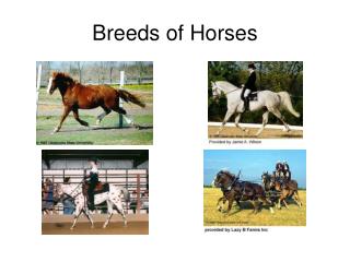 Breeds of Horses