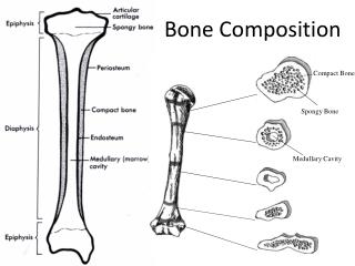 bone fragments meaning bone fragments meaning