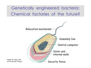 Genetically engineered bacteria: Chemical factories of the future?