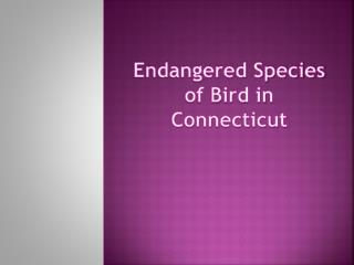 Endangered Species of Bird in Connecticut
