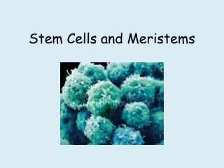 Stem Cells and Meristems