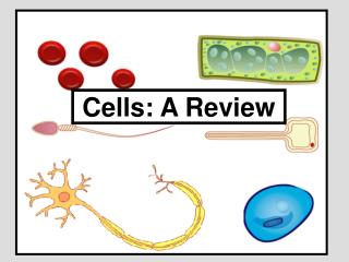 Cells: A Review