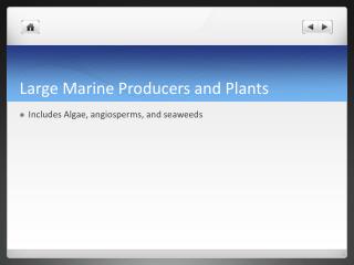 Large Marine Producers and Plants