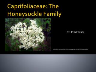 Caprifoliaceae : The Honeysuckle Family