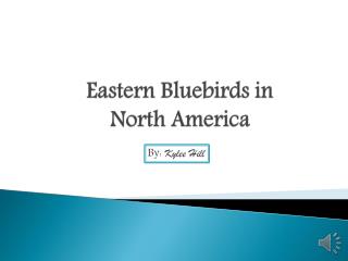 Eastern Bluebirds in North America