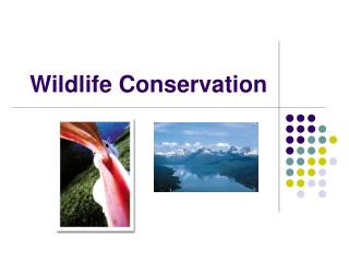 PPT - Wildlife Conservation PowerPoint Presentation, free download - ID ...