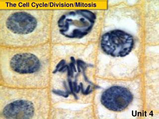 The Cell Cycle/Division/Mitosis