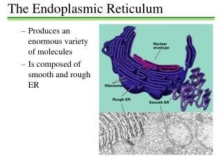 PPT - The Unfolded Protein Response (UPR) & The Endoplasmic Reticulum ...