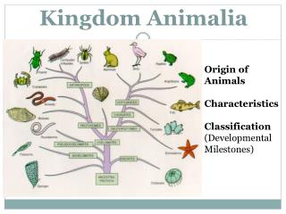PPT - Kingdom Animalia PowerPoint Presentation, free download - ID:2046858