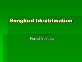 Songbird Identification