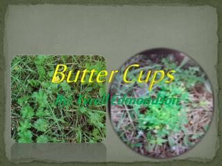 Butter Cups