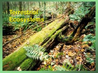 PPT - Terrestrial Ecosystems PowerPoint Presentation, Free Download ...