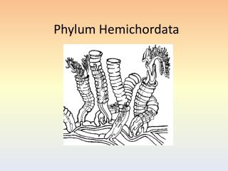 PPT - Phylum Hemichordata PowerPoint Presentation, free download - ID ...