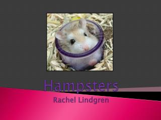 Hampsters Rachel Lindgren