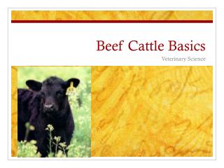 Beef Cattle Basics