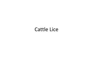 Cattle Lice