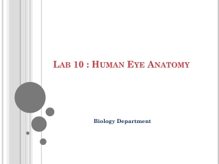 Lab 10 : Human Eye Anatomy