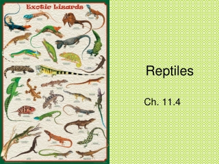 Reptiles