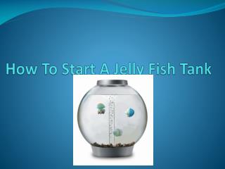 How To Start A Jelly Fish Tank