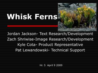 Whisk Ferns