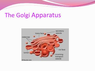 PPT - The Golgi Apparatus PowerPoint Presentation; free download - ID