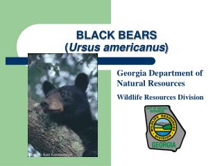 BLACK BEARS ( Ursus americanus )