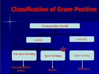 General Characters of Bacillus spp